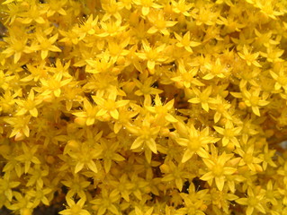 yellow flowers background texture

