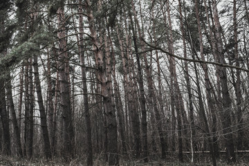 Old gloomy pine forest