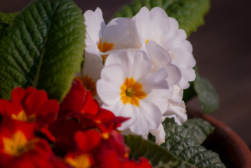 Beautiful flowers in nice sunlight