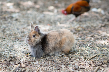 rabbit on the ground