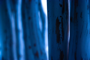 weiße Äste im schönen Licht