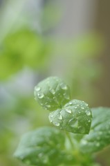 Close-up of basil leaves with water droplets