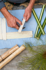Papyrus paper artisan in Syracuse cutting the stem of a papyrus plant to obtain thin strips