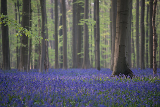 Bluebell forest in Hallerbos Belgium
