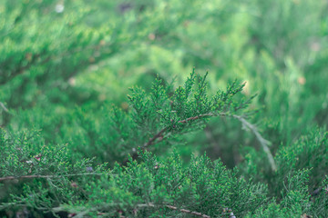 The juniper bush closeup. Background with juniper branches growing in the park.