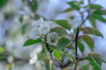 Branch of blossoming pear in garden