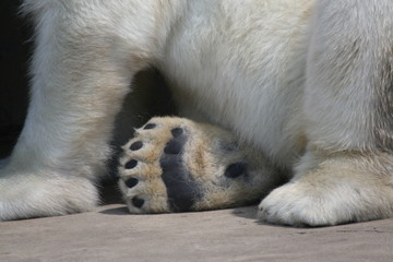 polar bear paw