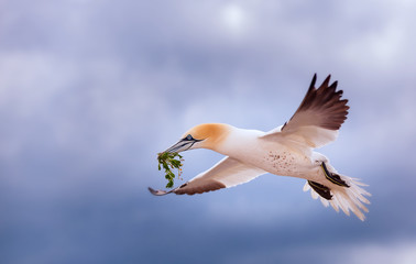 Two Northern Gannets (Morus bassanus) touching beaks to greet each other, Heligoland, Schleswig-Holstein, Germany