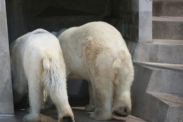 polar bear butts