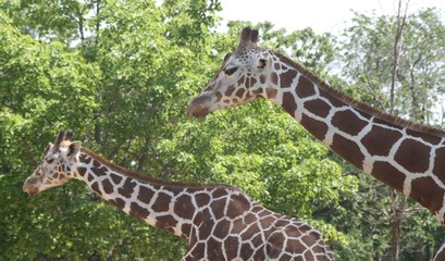 giraffes in the zoo