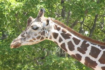 giraffe in the zoo