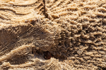 Fossil corals of the Red Sea. Ancient creatures, turned into stone.