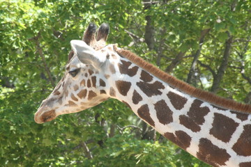 portrait of a giraffe