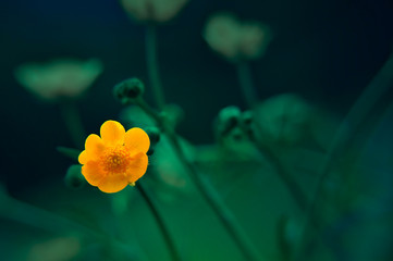 Jeden żółty kwiat 