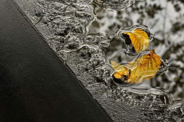 Zółte liście w wodzie