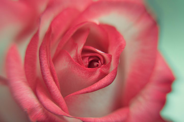 Fototapeta na wymiar Różowa róża 