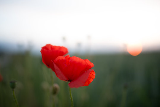 red poppy flower in field
