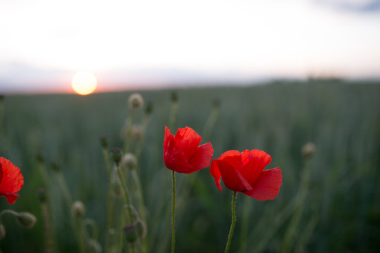 poppies in the field