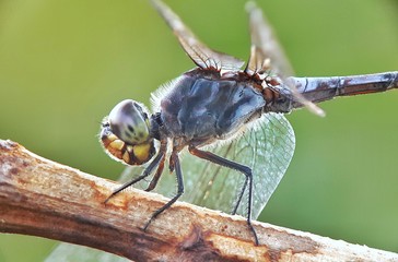 Dragonfly on a branch