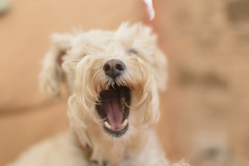 Yawning white poodle dog