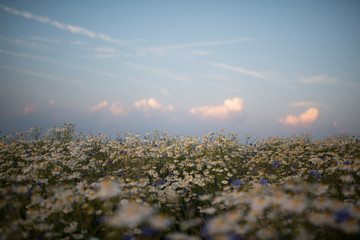 sunset over the field