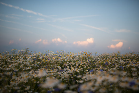 sunset over the field