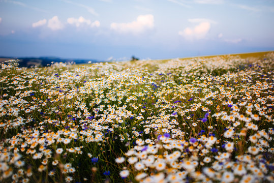 Flowers in a field.