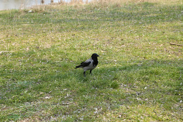 one magpie on the grass