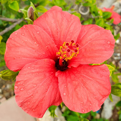 red hibiscus flower