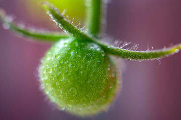 new tomato plant macro green spring sprout