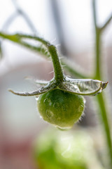 tomato plant grow crop green macro