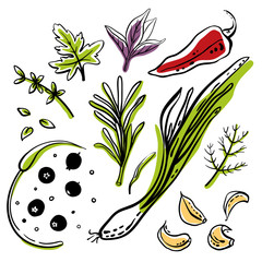 Herbs and spices: rosemary, pepper, garlic, basil, onion. Colorful sketch collection of vegetables and herbs isolated on white background. Doodle hand drawn vegetable icons. Vector illustration