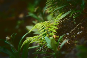 Small, lush green fern on the forest floor.