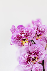 Naklejka na ściany i meble PhalaenopsisPurple White stripe x hybrid Orchid flower bloom with soft focus and White background. Floral tropical design element for cosmetics, perfume, beauty care products.