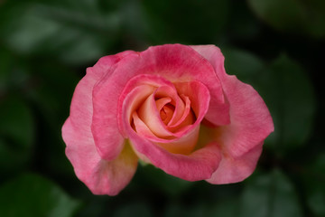 Lovely roses in the garden