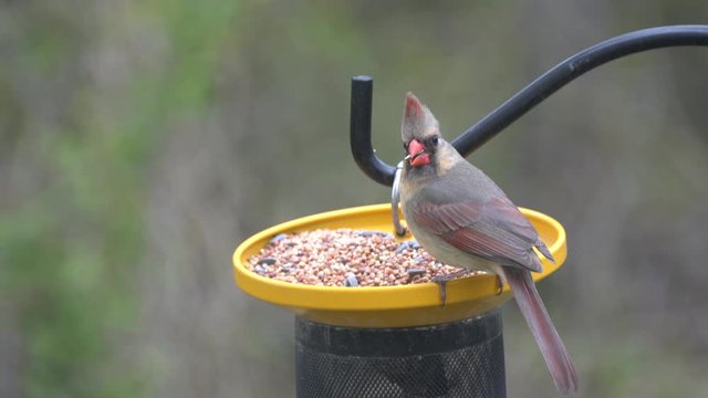 Close up of an female cardinal eating seeds on the bird feeder