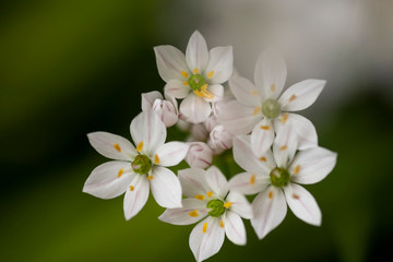 Fototapeta na wymiar Tiny Flowers in the garden 