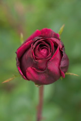 Lovely roses in the garden