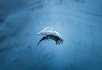 White feather with blue background