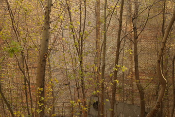 The background of brick wall and trees