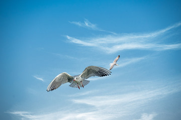 Flying seagull against a bright blue sky