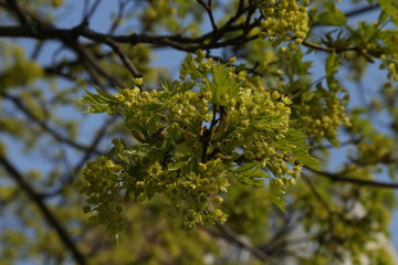 Yellow flowers on tree branches