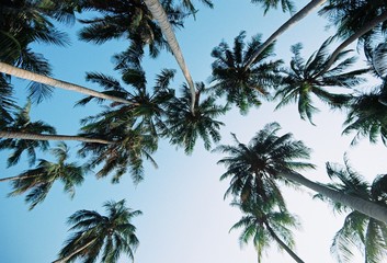 Naklejka na ściany i meble Low Angle View Of Palm Tree Against Blue Sky