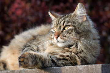 Long-haired, brown domestic cat sitting on a stone pole and looking into the distance.