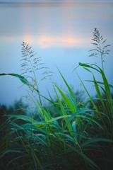 Fototapeta premium Long, green grass blades against summer evening sky. Peaceful, calm scene.