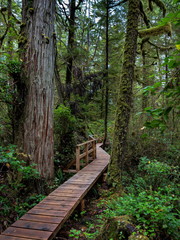 Obraz premium Wooden trail through the rain-forest in the Pacific National Park. This park is located on the west coast of Vancouver Island in the area of Tofino City, British Columbia Canada
