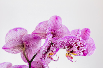 PhalaenopsisPurple White stripe x hybrid Orchid flower bloom with soft focus and White background. Floral tropical design element for cosmetics, perfume, beauty care products.