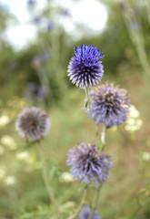 Echinops banaticus Blue Glow Globe Thistle in nature with green blurred background.