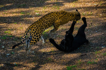 jaguars playing on the ground © Xavier Rodríguez