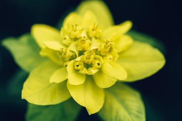 Spurge flower in garden closeup